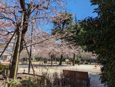 【#3110】3月の雨は冷たいですね。でも桜は美しい。
